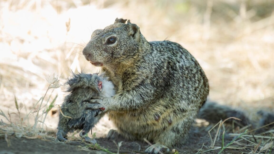 //cdn.arstechnica.net/wp-content/uploads/2024/12/squirrel1-1152x648.jpg)
